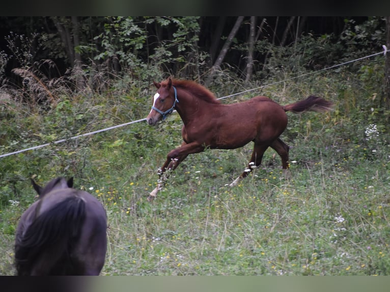 Paint Horse Mix Stallion Foal (02/2025) Sorrel in Lesi&#x10D;no