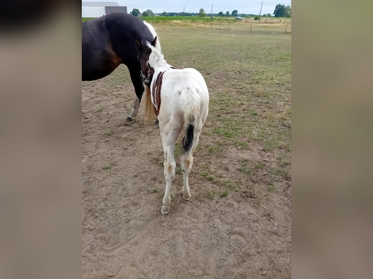 Paint Horse Stallion  Tobiano-all-colors in Herenthout