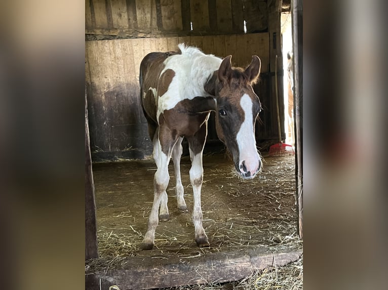 Paint Horse Stallion Foal (04/2025) Tobiano-all-colors in Arnstorf