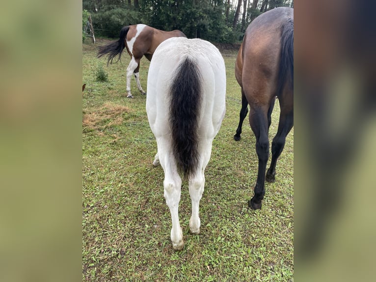 Paint Horse Stallion Foal (03/2025) Tobiano-all-colors in Mosina