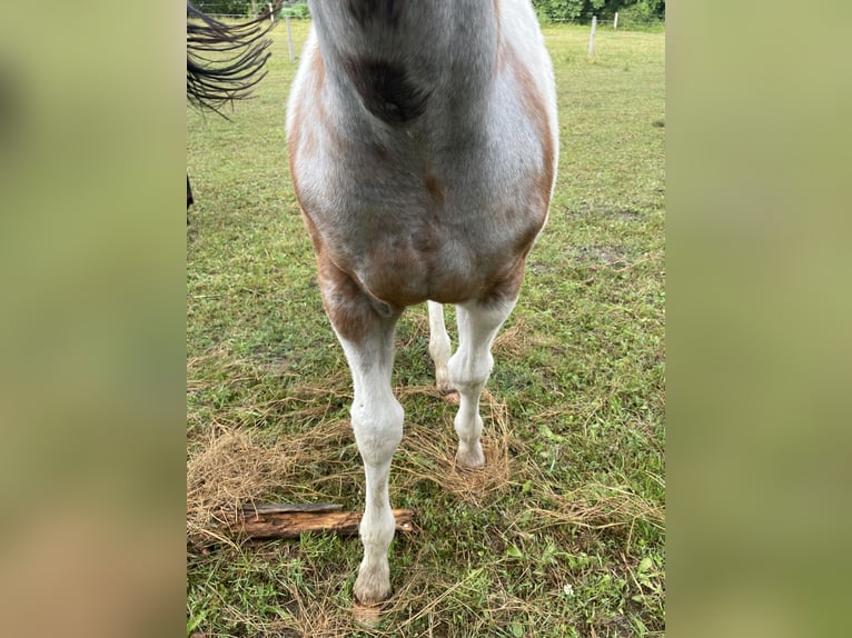 Paint Horse Stallion Foal (03/2025) Tobiano-all-colors in Mosina
