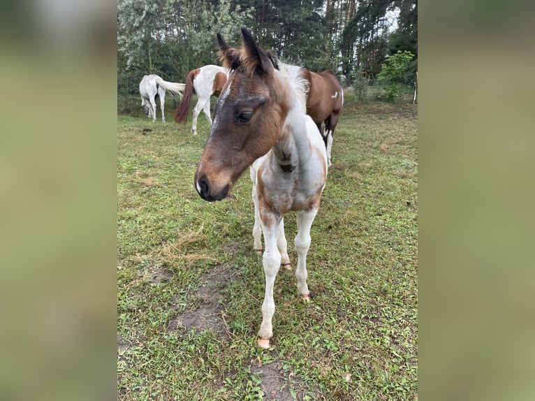 Paint Horse Stallion Foal (03/2025) Tobiano-all-colors in Mosina