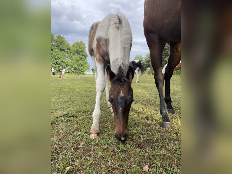 Paint Horse Stallion Foal (03/2025) Tobiano-all-colors in Mosina