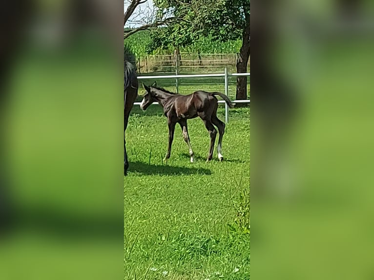 Paint Horse Stallion Overo-all-colors in Retzow