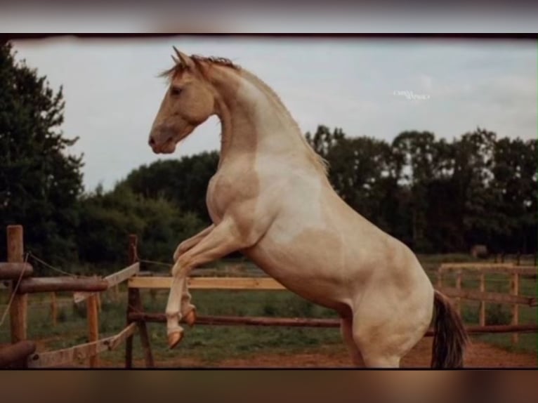 Paint Horse Stallion in Los Palacios Y Villafranca