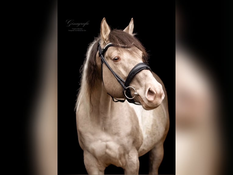 Paint Horse Stallion in Los Palacios Y Villafranca
