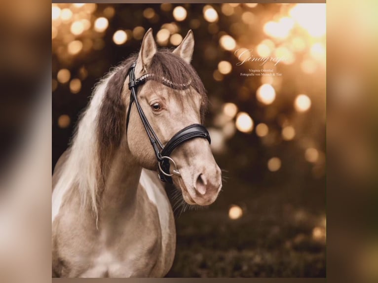 Paint Horse Stallion in Los Palacios Y Villafranca