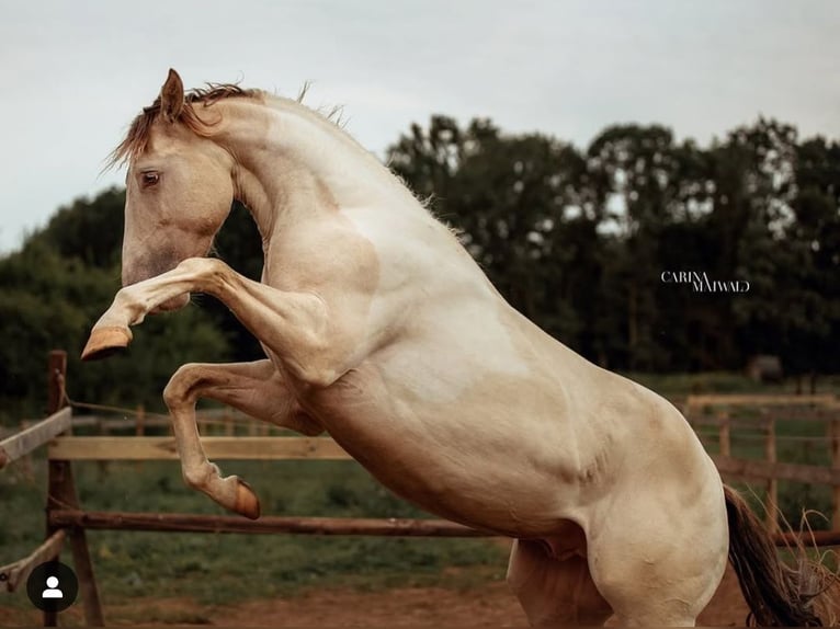 Paint Horse Stallion in Los Palacios Y Villafranca