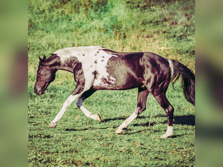 Paint Horse Stallion in Haldenwang