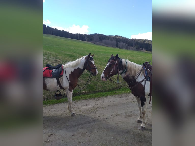 Paint Horse Stallone 13 Anni 153 cm Tobiano-tutti i colori in Mariahof
