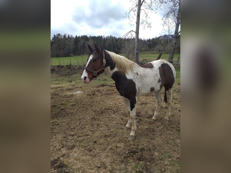 Paint Horse Stallone 13 Anni 153 cm Tobiano-tutti i colori in Mariahof