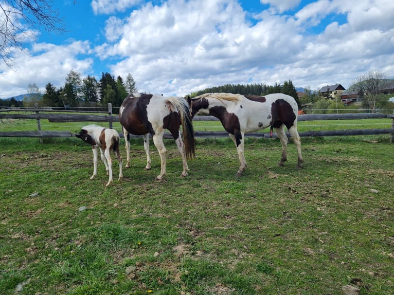 Paint Horse Stallone 13 Anni 153 cm Tobiano-tutti i colori in Mariahof