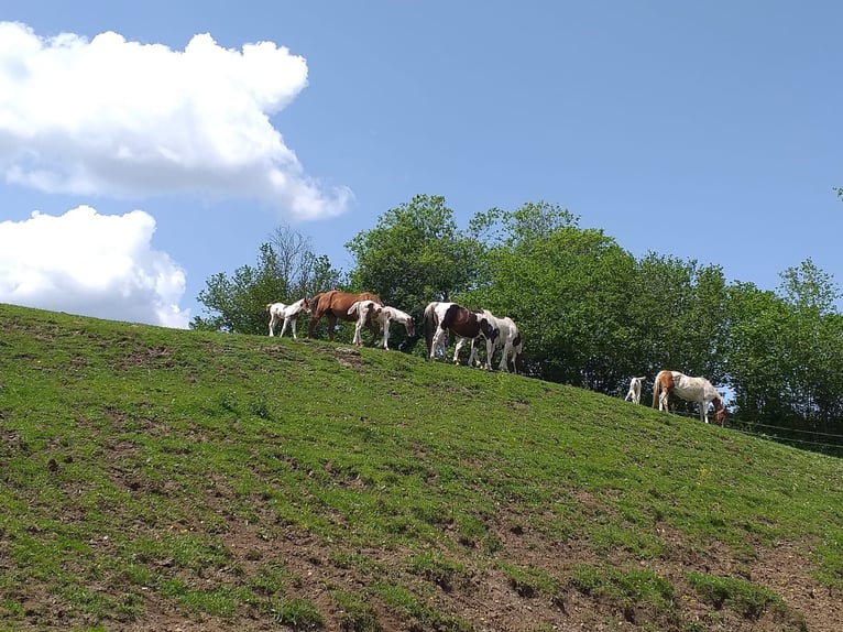 Paint Horse Stallone 13 Anni 153 cm Tobiano-tutti i colori in Mariahof