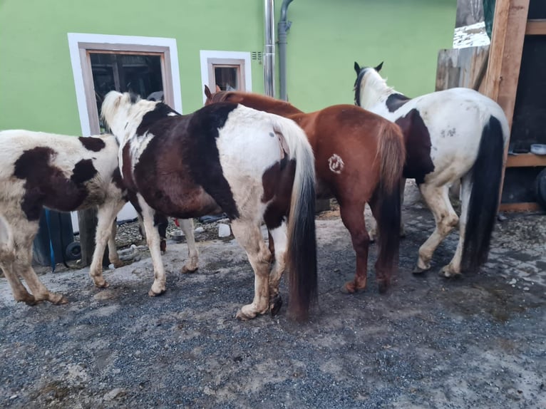 Paint Horse Stallone 13 Anni 153 cm Tobiano-tutti i colori in Mariahof