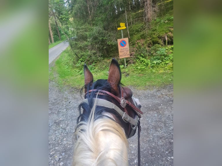 Paint Horse Stallone 13 Anni 153 cm Tobiano-tutti i colori in Mariahof