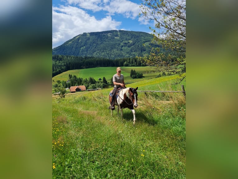 Paint Horse Stallone 13 Anni 153 cm Tobiano-tutti i colori in Mariahof