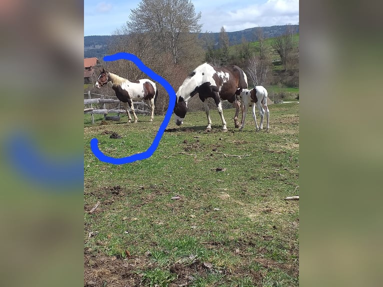 Paint Horse Stallone 13 Anni 153 cm Tobiano-tutti i colori in Mariahof
