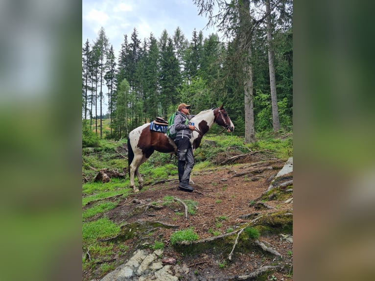 Paint Horse Stallone 13 Anni 153 cm Tobiano-tutti i colori in Mariahof