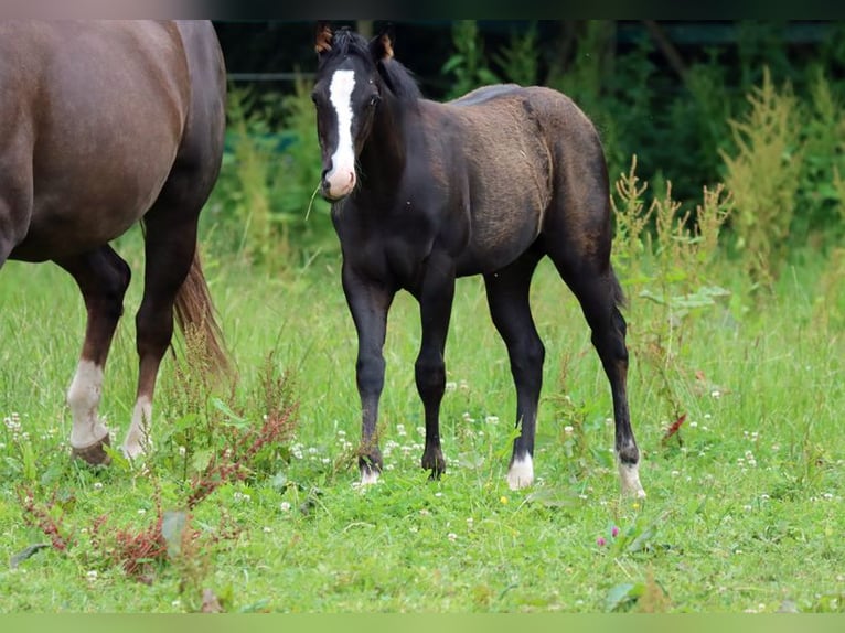 Paint Horse Stallone 1 Anno 150 cm in Hellenthal