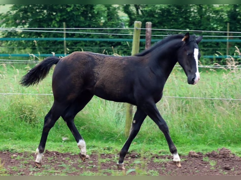 Paint Horse Stallone 1 Anno 150 cm in Hellenthal