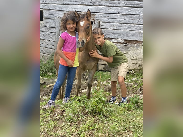 Paint Horse Stallone 1 Anno 152 cm Baio in Fügenberg