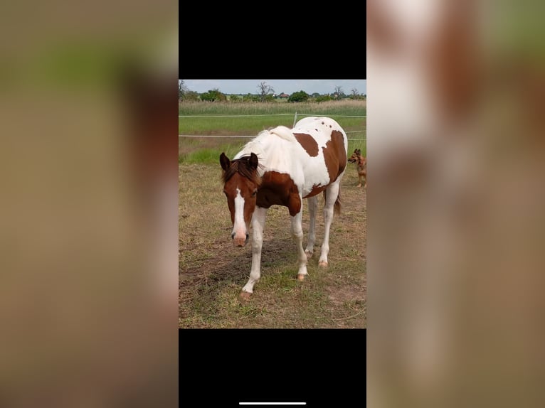 Paint Horse Stallone 1 Anno 152 cm Tobiano-tutti i colori in Rottleben Paint Horse Stallone 1 Anno 152 cm Tobiano-tutti i colori in Rottleben