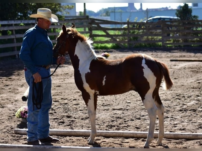 Paint Horse Stallone 1 Anno 154 cm Pezzato in Mansfeld