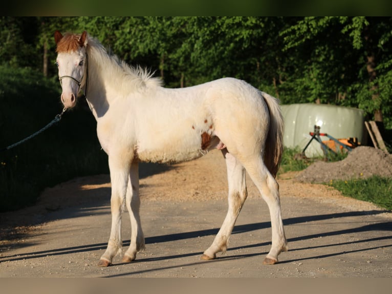 Paint Horse Mix Stallone 1 Anno 155 cm Tovero-tutti i colori in Globoko