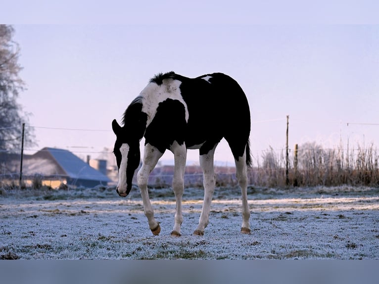 Paint Horse Stallone 1 Anno 162 cm Morello in Pranzing