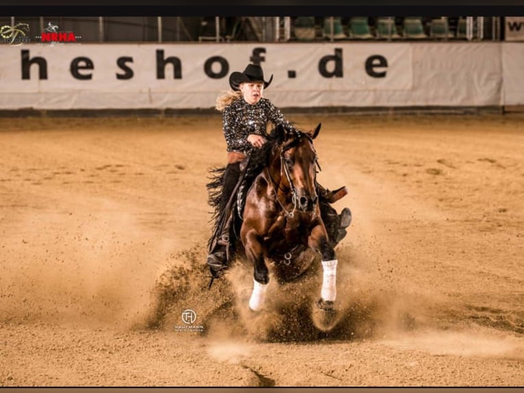 Paint Horse Stallone 2 Anni 150 cm Baio in Losheim am See