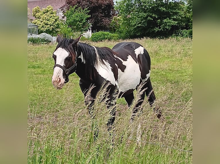 Paint Horse Stallone 2 Anni 150 cm Overo-tutti i colori in Zele