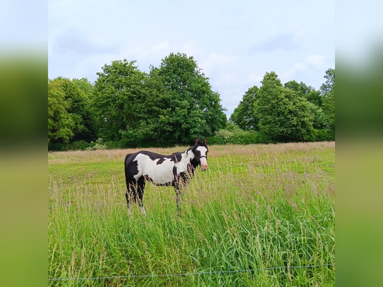Paint Horse Stallone 2 Anni 150 cm Overo-tutti i colori in Zele