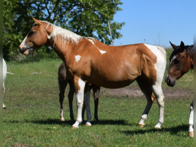 Paint Horse Stallone 2 Anni 150 cm Roano blu in Neustadt Dosse