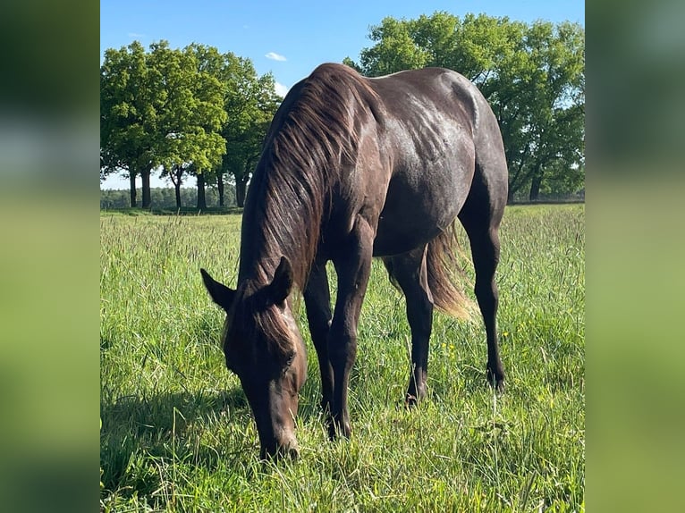 Paint Horse Stallone 2 Anni 150 cm Roano blu in Neustadt Dosse