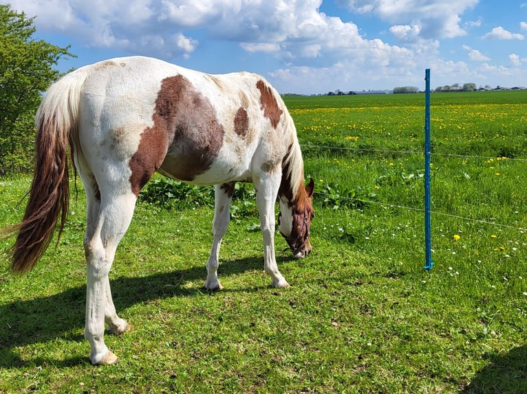 Paint Horse Stallone 2 Anni 150 cm Tobiano-tutti i colori in Blije