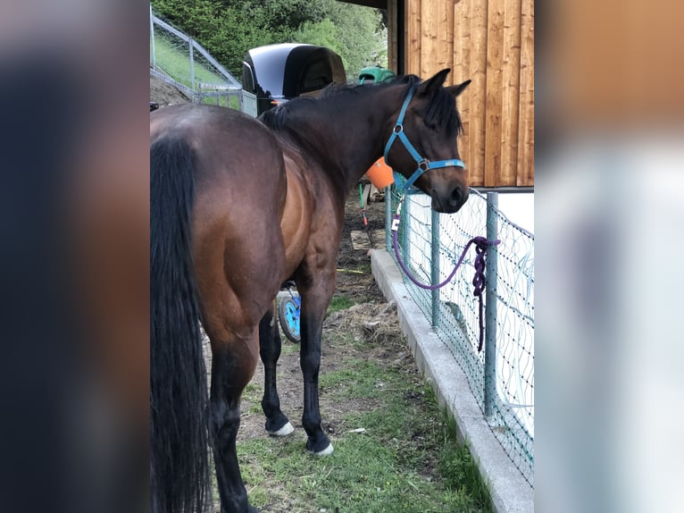 Paint Horse Stallone 2 Anni 152 cm Baio in Fügenberg