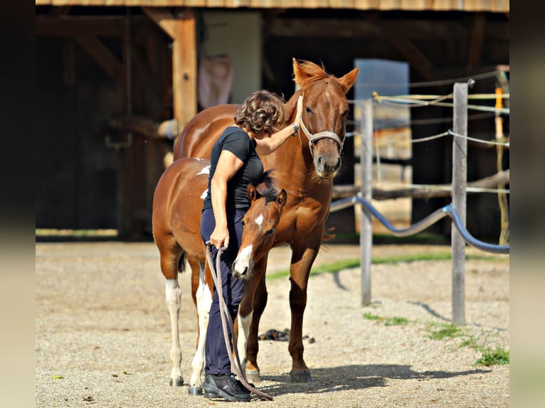 Paint Horse Stallone 2 Anni 153 cm Pezzato in Maribor