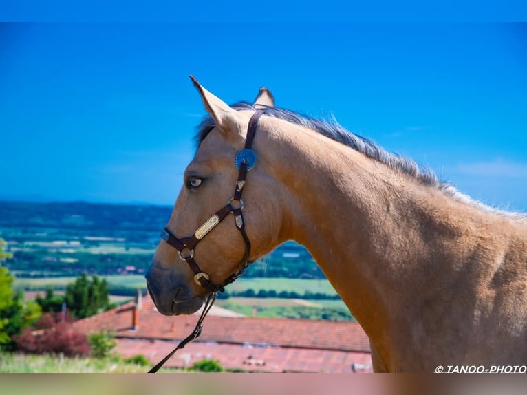 Paint Horse Stallone 2 Anni 155 cm Overo-tutti i colori in SONNAY