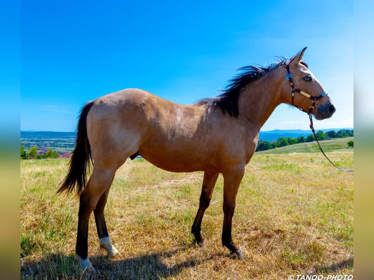 Paint Horse Stallone 2 Anni 155 cm Overo-tutti i colori in SONNAY