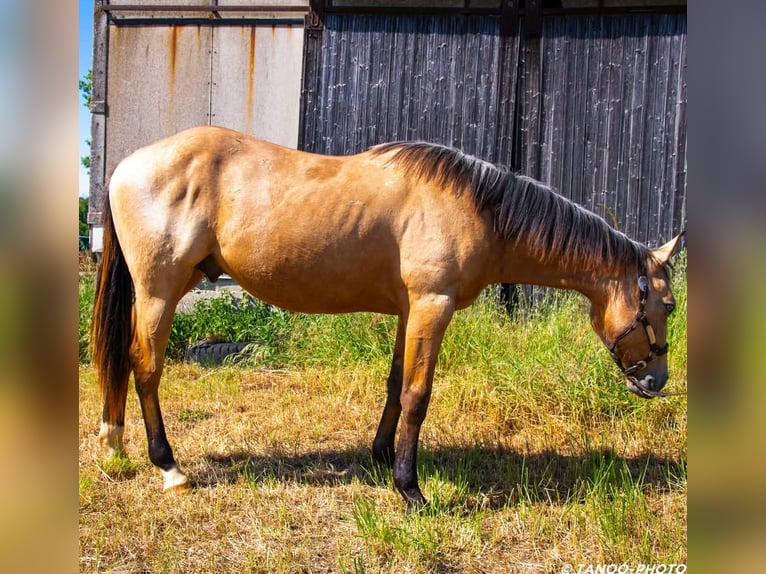 Paint Horse Stallone 2 Anni 155 cm Overo-tutti i colori in SONNAY