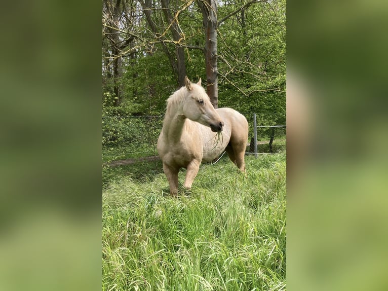 Paint Horse Stallone 2 Anni Palomino in Ossmannstedt