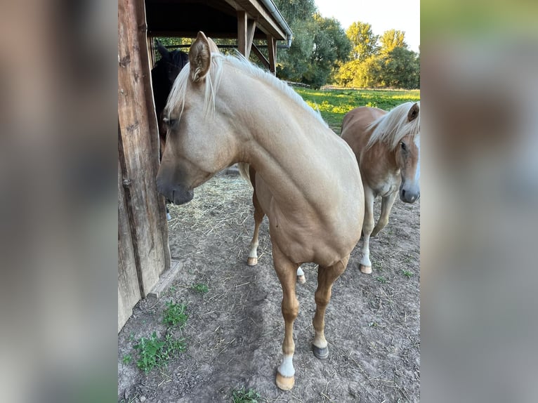 Paint Horse Stallone 2 Anni Palomino in Ossmannstedt