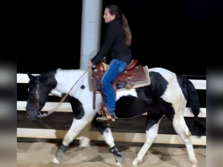 Paint Horse Stallone 5 Anni 142 cm Morello in Lincoln