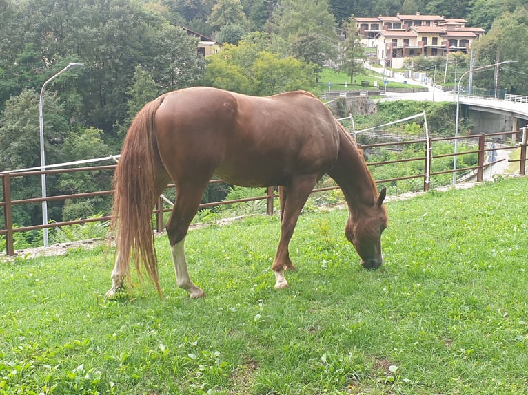 Paint Horse Stallone 8 Anni in Borgosesia