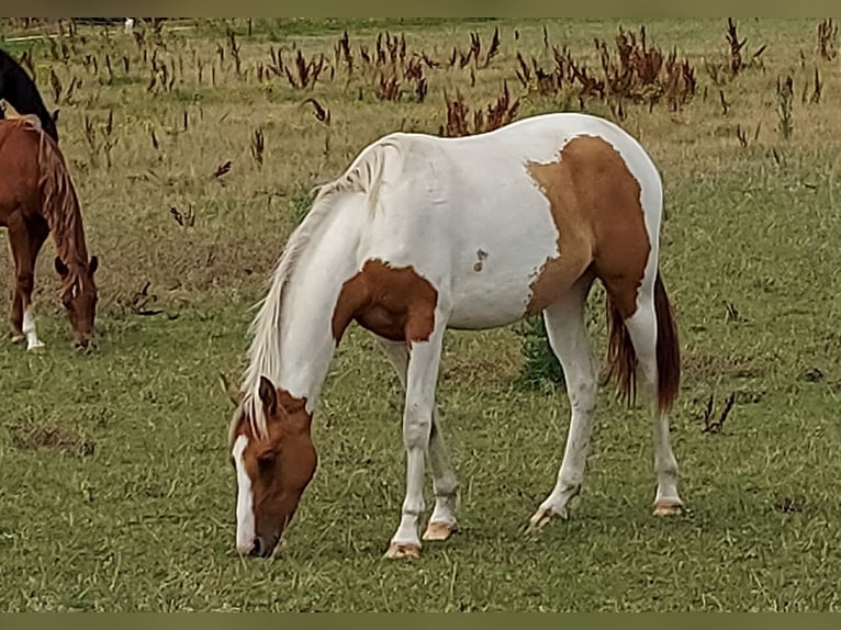 Paint Horse Stallone Overo-tutti i colori in Retzow