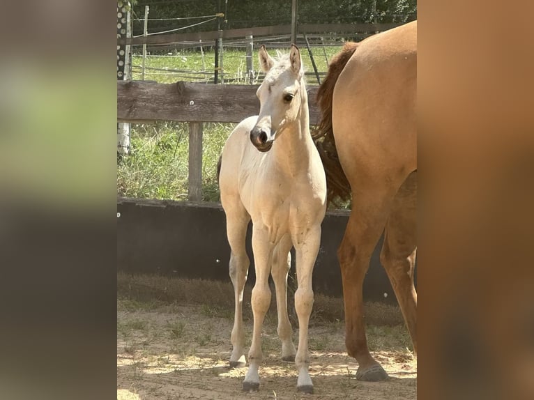 Paint Horse Stallone  145 cm Pelle di daino in Miltenberg