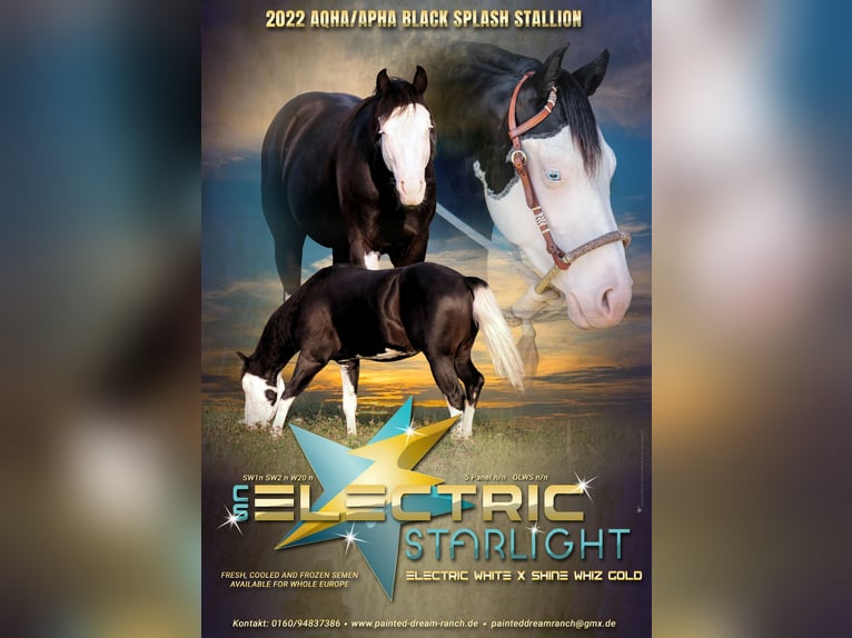 Paint Horse Stallone Puledri (04/2025) 150 cm Baio in Bautzen