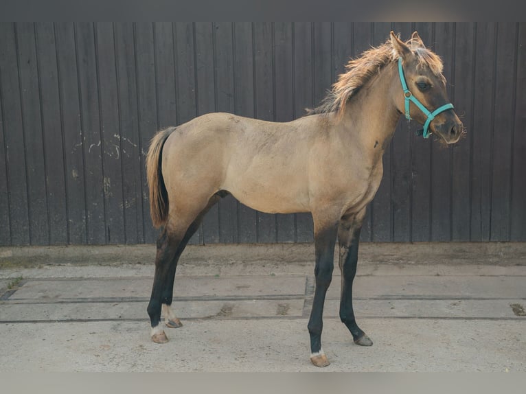 Paint Horse Stallone Puledri
 (04/2024) 151 cm Grullo in Schlüsselfeld