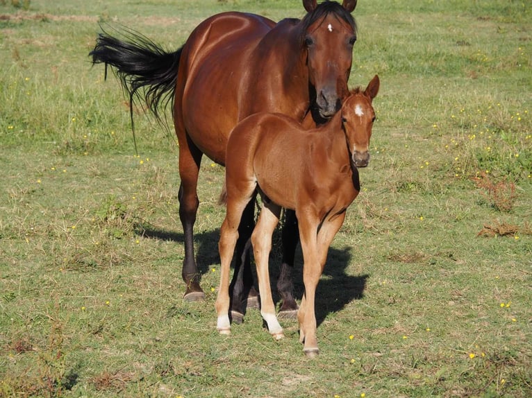 Paint Horse Mix Stallone Puledri
 (01/2024) 152 cm Sauro ciliegia in fresnay-sur-sarthe