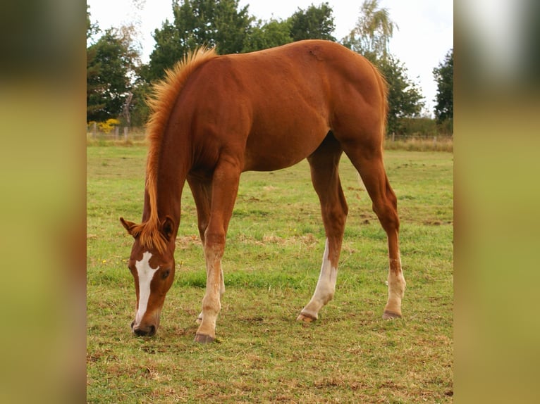 Paint Horse Stallone Puledri (03/2025) 152 cm Sauro scuro in Velpke
